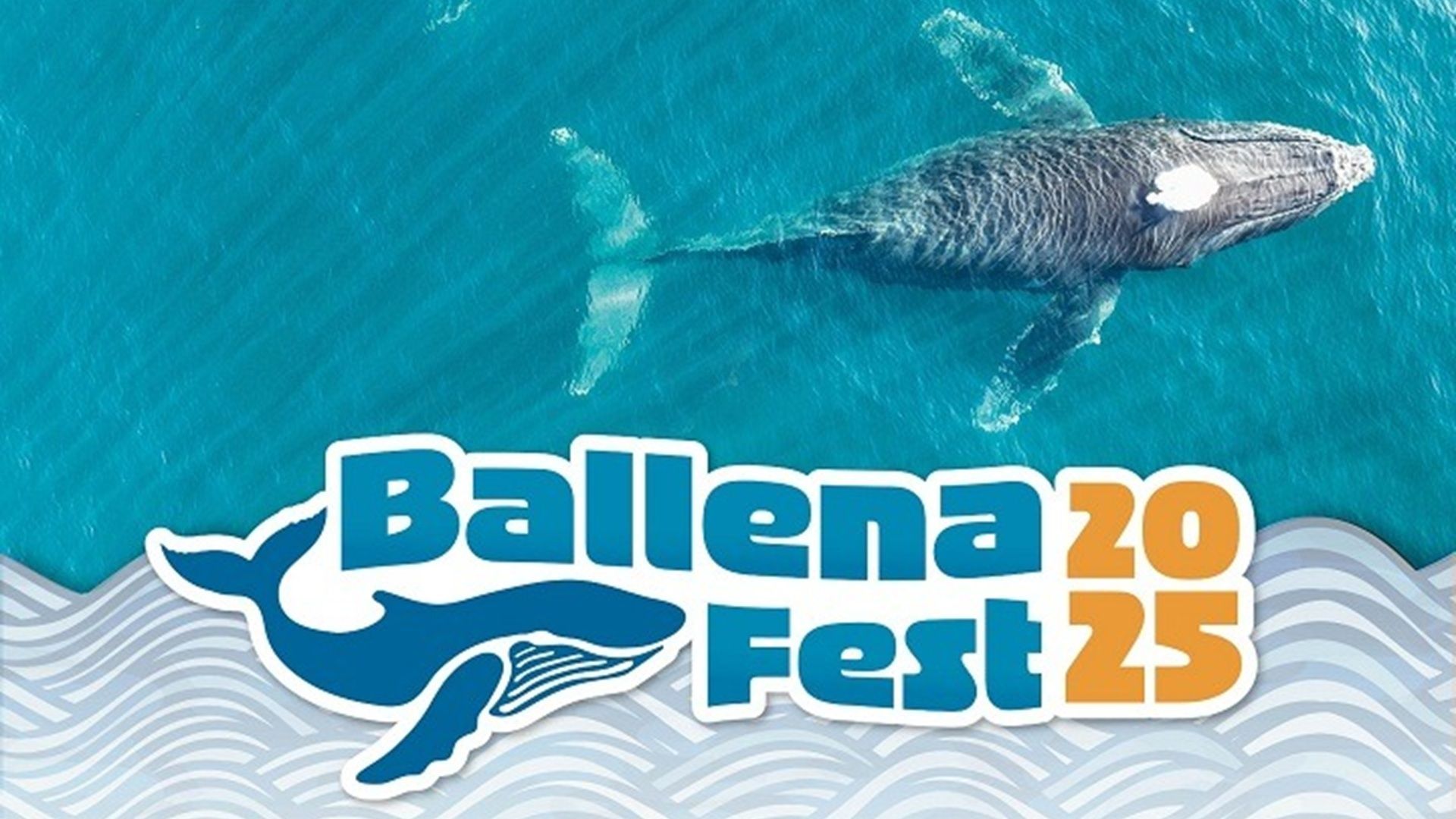 Puerto Ángel albergará el primer Ballena Fest 2025 con actividades científicas y culturales