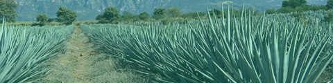 ADN Mezcal