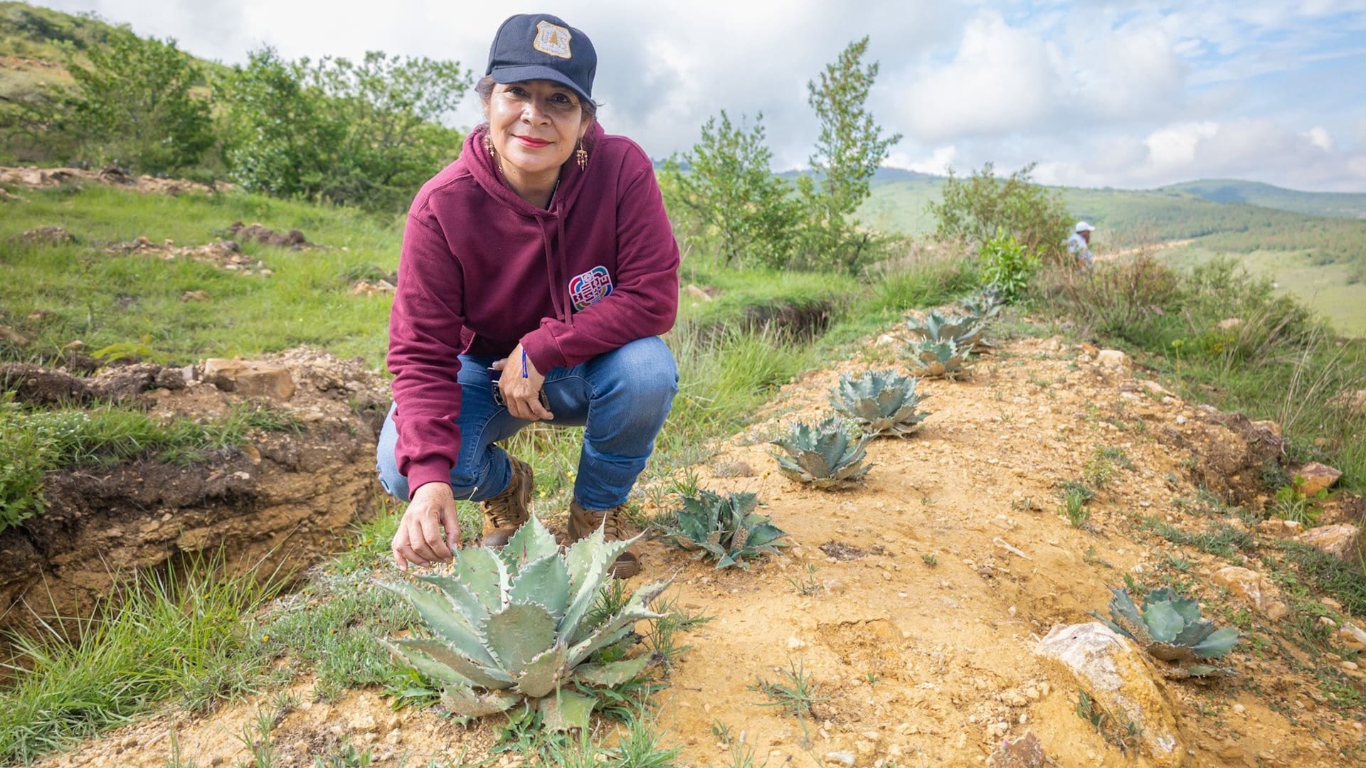 Siembra masiva de agave silvestre en Oaxaca: ¿En qué consiste la estrategia de Coesfo para reforestar el suelo? Siembra masiva de agave silvestre en Oaxaca: ¿En qué consiste la estrategia de Coesfo para reforestar el suelo?