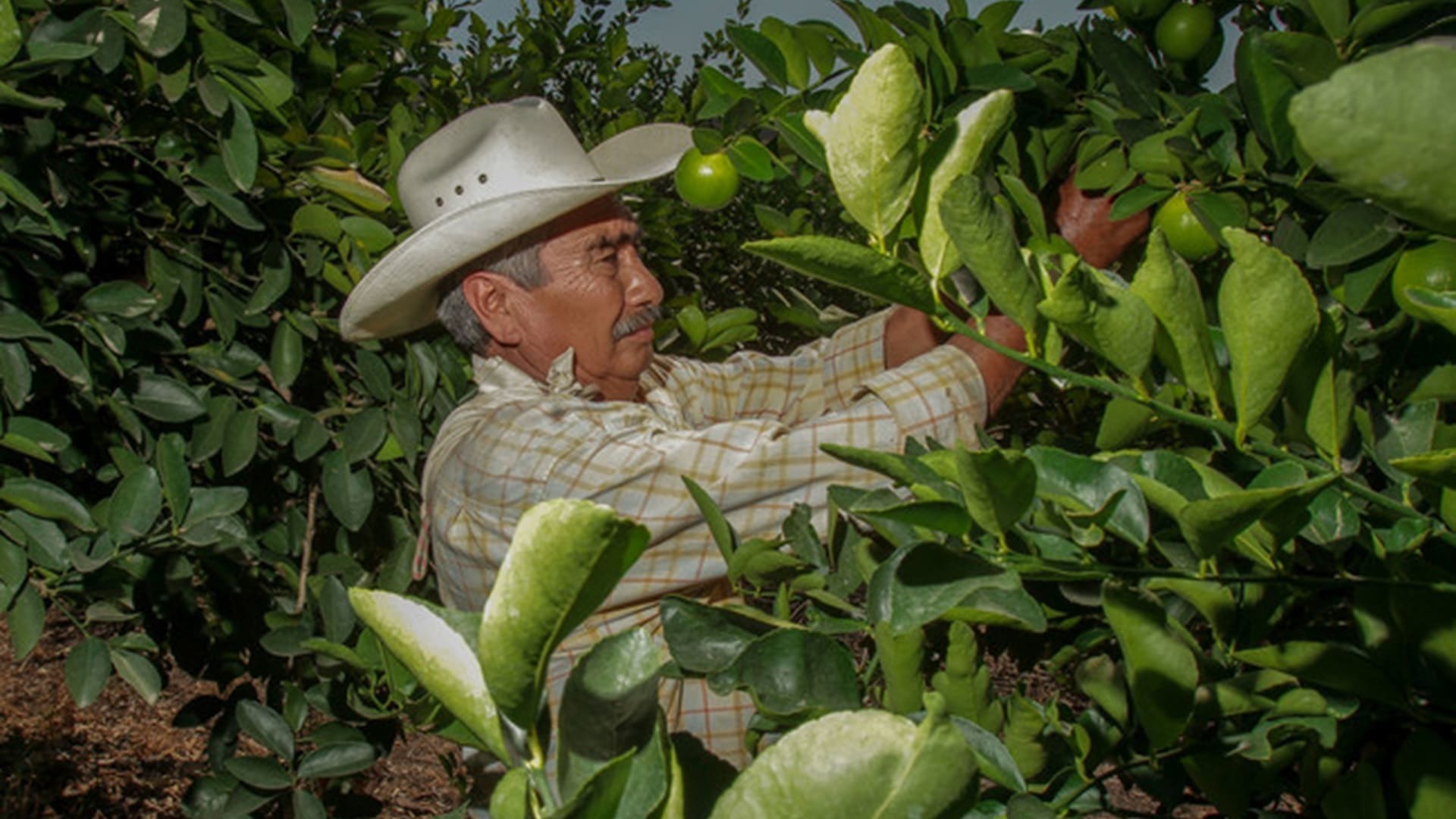 Oaxaca busca certificación de limón con fines de exportación