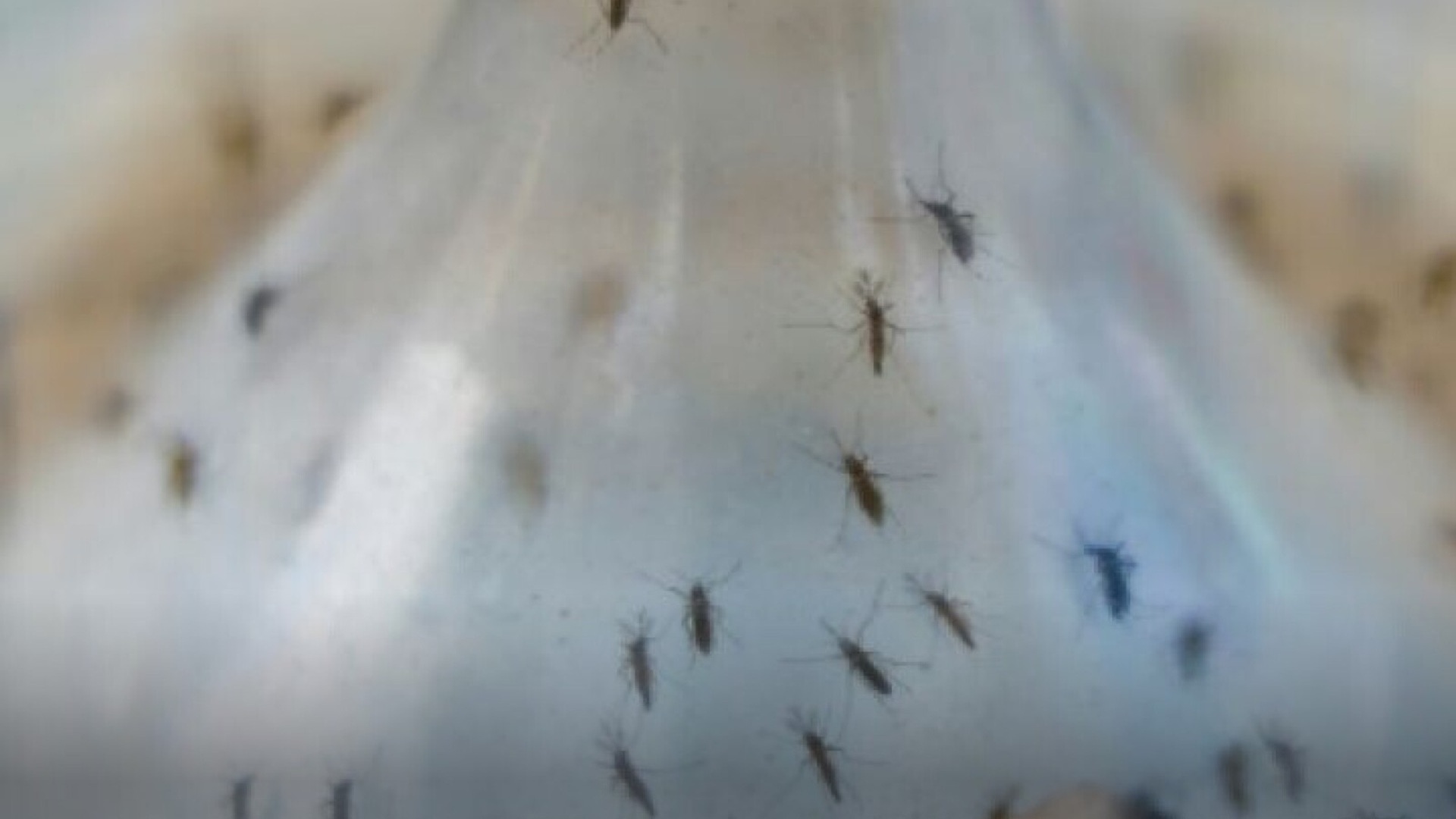 En Oaxaca, los casos de dengue caen 97% en comparación con 2024: SSO