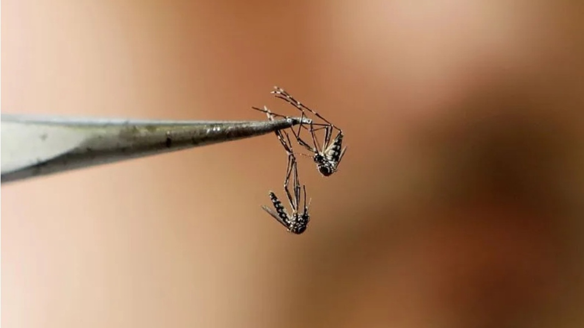 Wolbachia, la estrategia biotecnológica de Oaxaca contra el dengue Wolbachia, la estrategia biotecnológica de Oaxaca contra el dengue