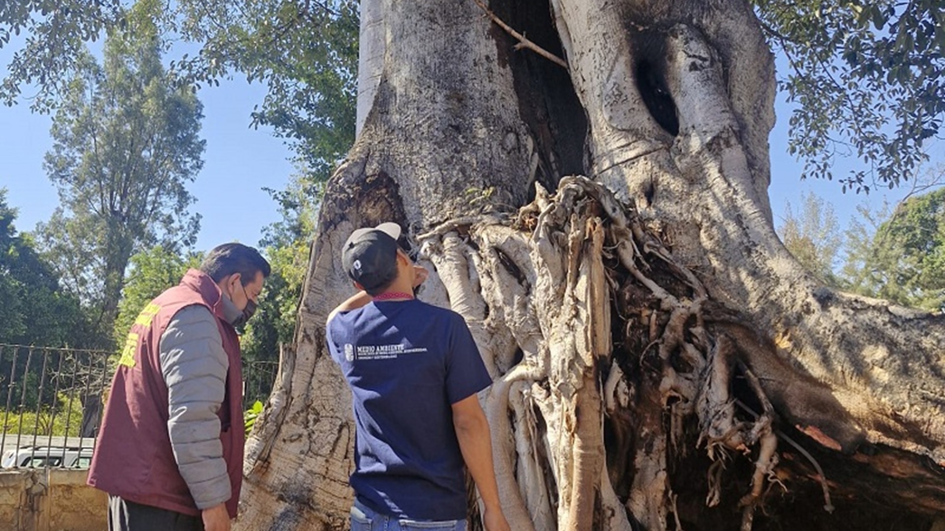 Árbol Notable de la Capilla de Belén presenta daños superficiales tras incendio en El Llano