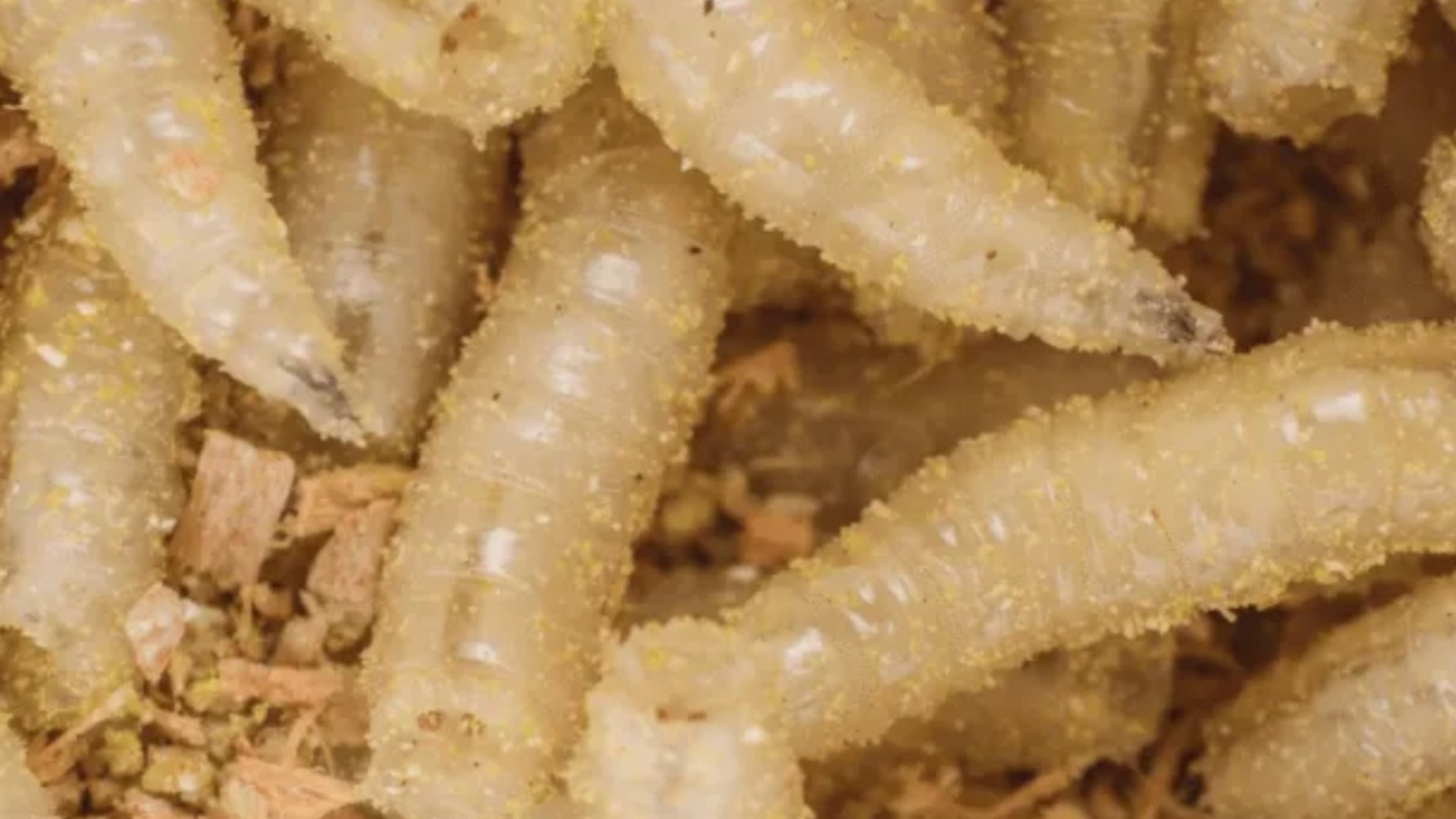 Oaxaca confirma tres casos de miasis humana por gusano barrenador