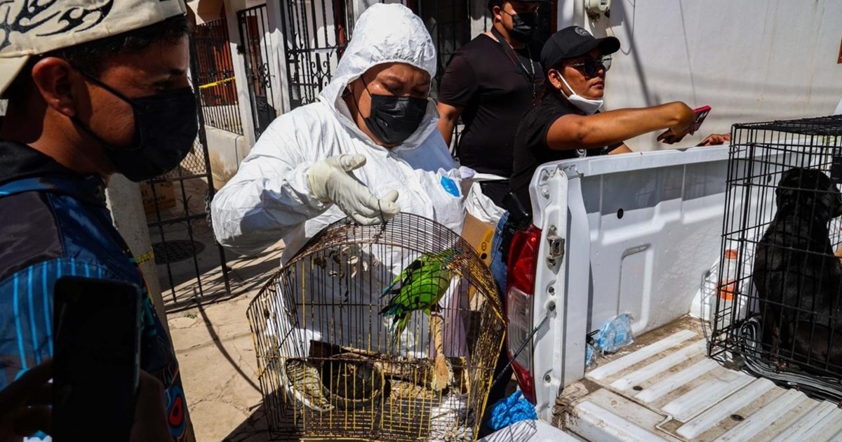 Rescata FGEO a 14 animales de compañía en situación de maltrato en Oaxaca de Juárez; tres presentaban sarna. Personal de la Unidad Operativa de Rescate Animal de la Vicefiscalía Regional de los Valles Centrales trasladan en una camioneta a animales en jaulas.