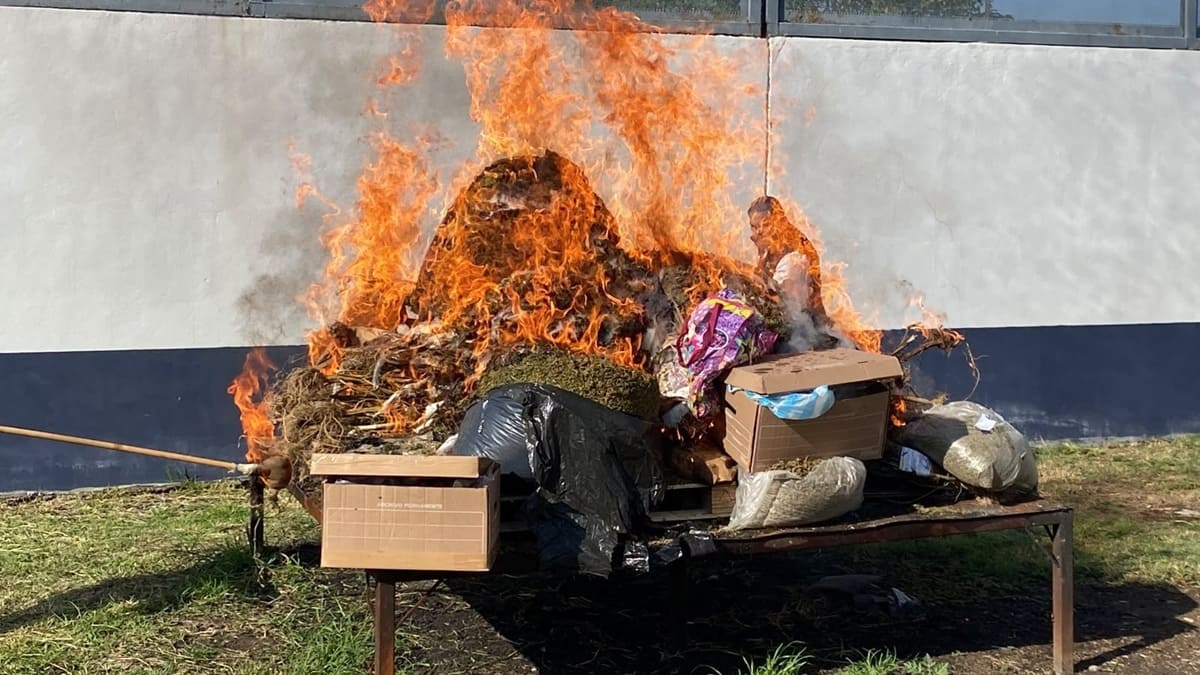 Oaxaca: FGR destruye 851 kilos de mariguana y más de 7 mil dosis Oaxaca: