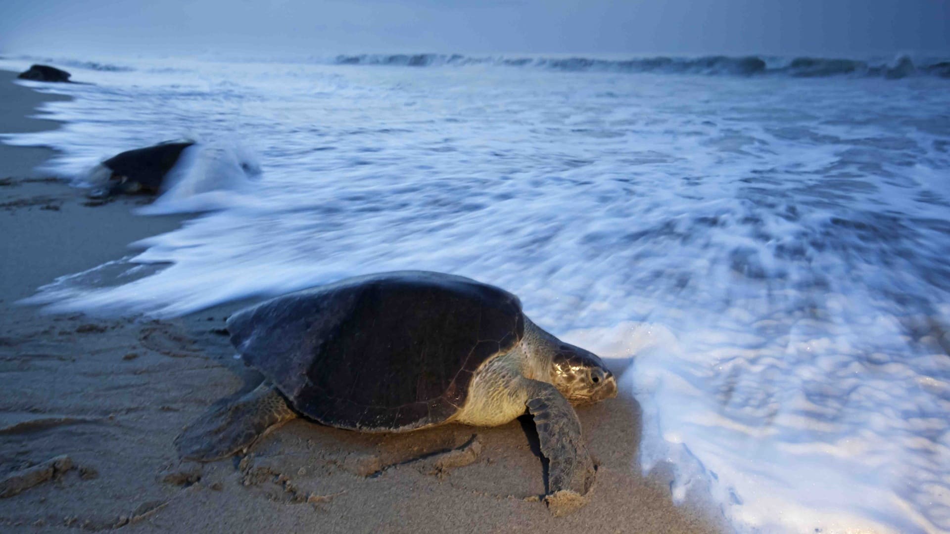 Semarnat y Costasalvaje inauguran exposición fotográfica en el Bosque de Chapultepec