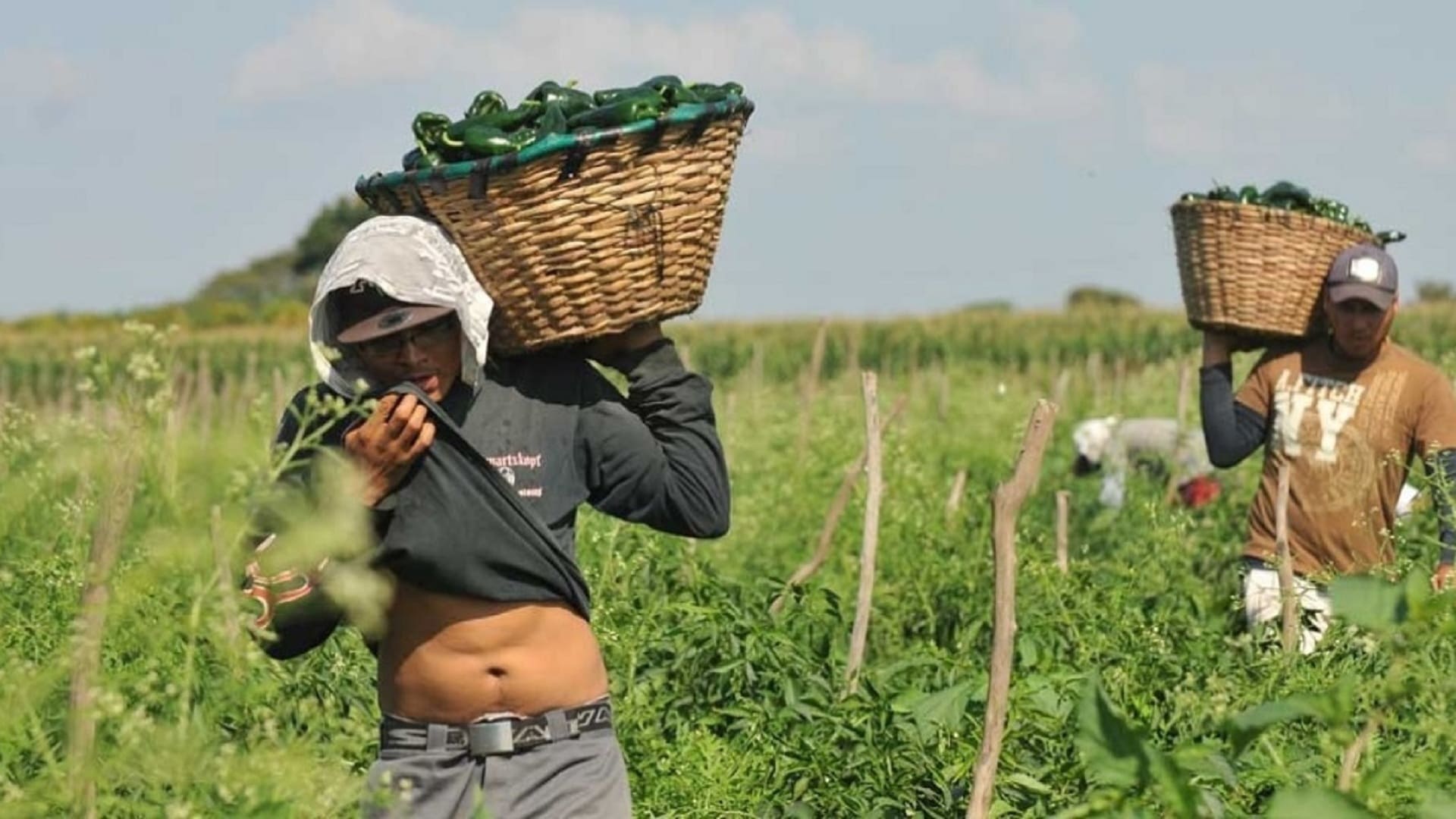 Huelga en zona agrícola de California, la respuesta mexicana a redadas de ICE