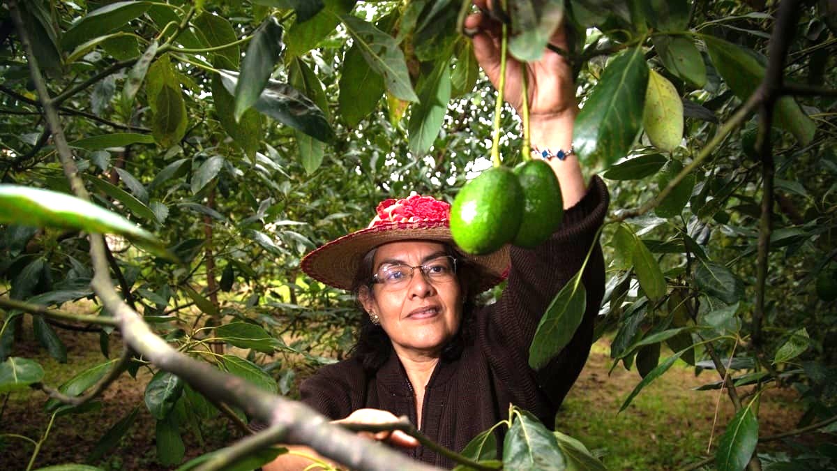 Suspensión de exportaciones de aguacate pone en riesgo un mercado de 3,650 mdd entre México y EU