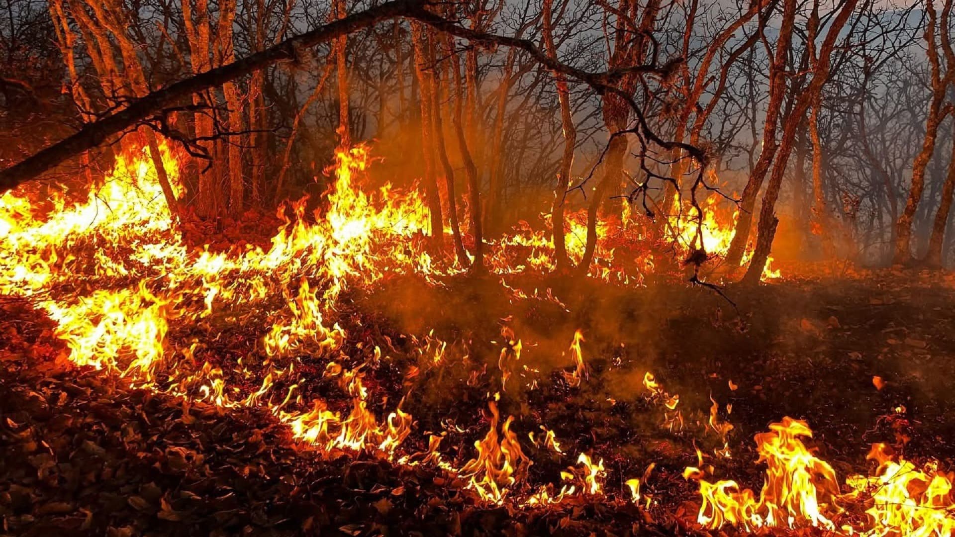 ¡Tragedia! Tres de una misma familia mueren por incendio forestal en Santa María Peñoles