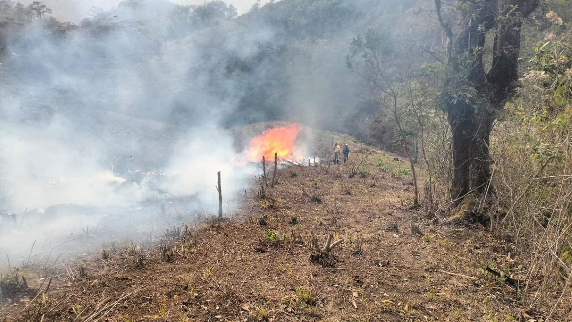 Quema controlada en San Miguel Chimalapa, con vigilancia de la Coesfo Quema controlada en San Miguel Chimalapa, con vigilancia de la Coesfo
