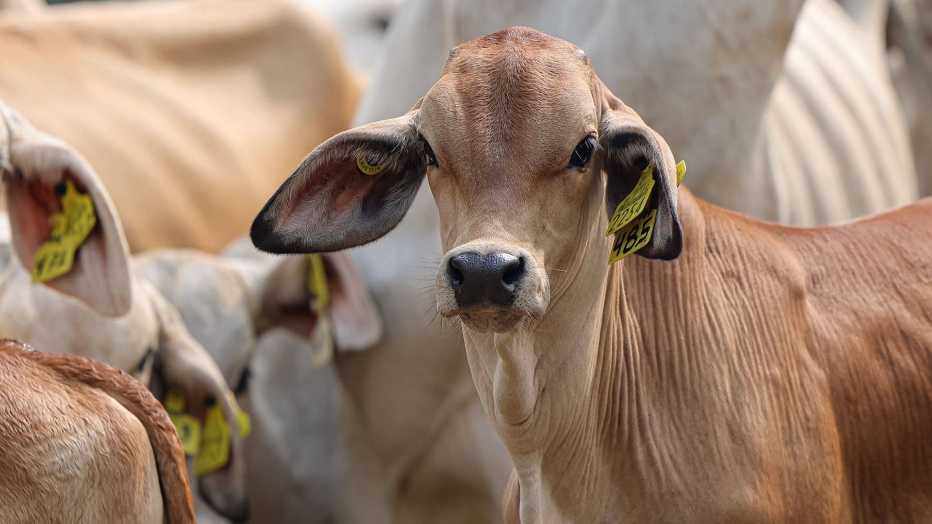 Pinotepa Nacional y 4 municipios tendrán salas de matanza de ganado en Oaxaca