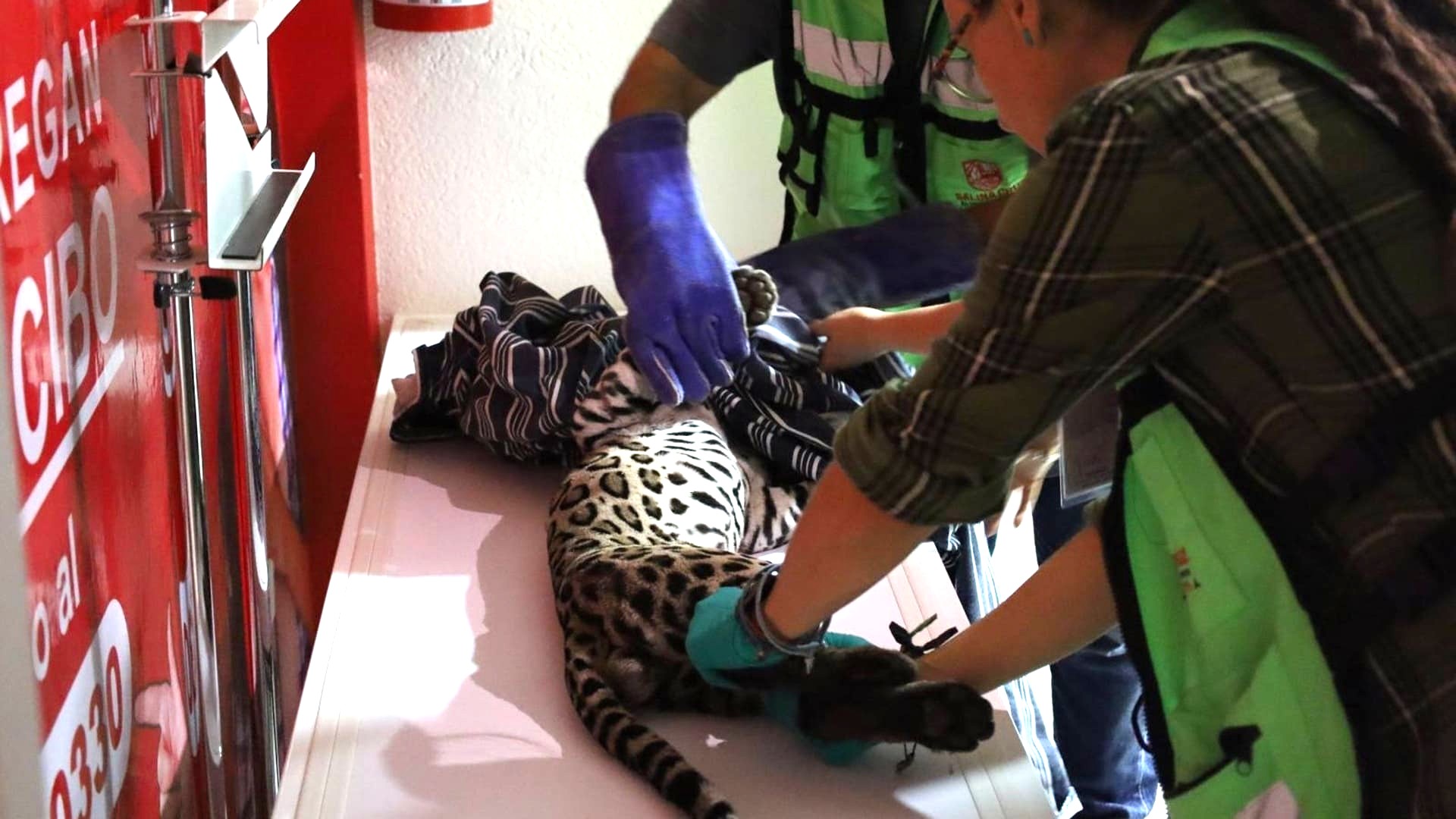 Rescatan a ocelote atropellado en Matías Romero; recibe atención médica en Salina Cruz