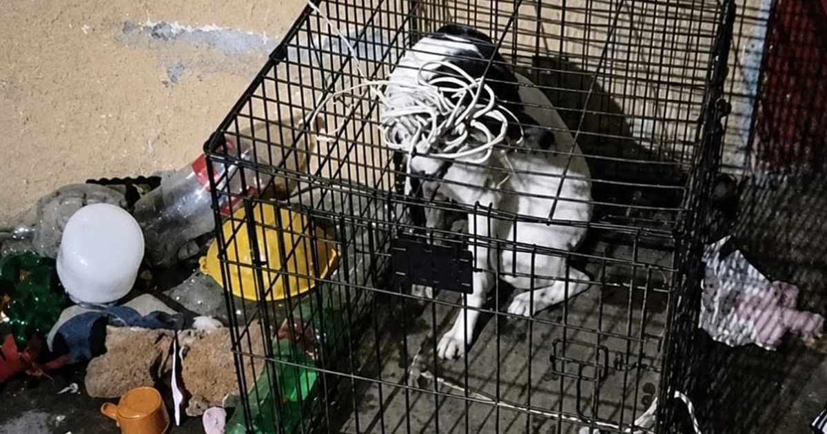 Denunciar maltrato animal en Oaxaca: Guía de contacto con la Fiscalía Especializada y líneas de emergencia Denunciar maltrato animal en Oaxaca: Guía de contacto con la Fiscalía Especializada y líneas de emergencia