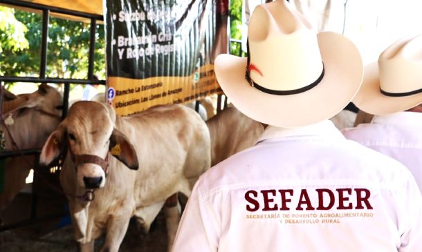 “Se va a quedar un ratito”: Víctor López Leyva advierte por gusano barrenador en Oaxaca