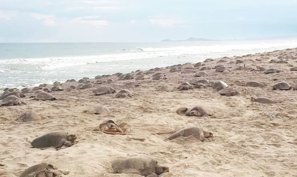 Playa Morro Ayuta: el santuario oaxaqueño que alberga más de 200 mil tortugas marinas golfina