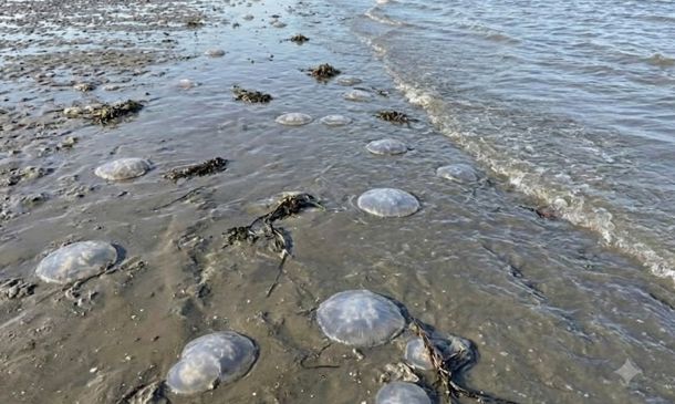 Alertan por arribo masivo de medusas en playa de Santa María Xadani, Oaxaca