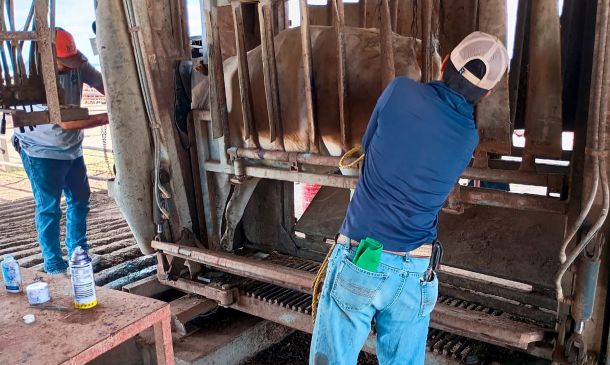 Sader amplía a todo México el operativo de emergencia contra el gusano barrenador del ganado