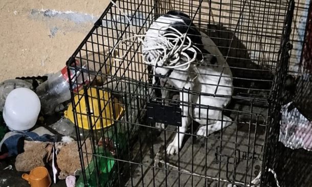 Denunciar maltrato animal en Oaxaca: Guía de contacto con la Fiscalía Especializada y líneas de emergencia