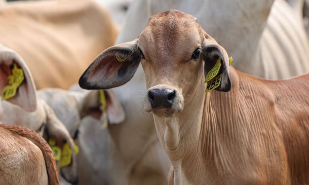 Pinotepa Nacional y 4 municipios tendrán salas de matanza de ganado en Oaxaca