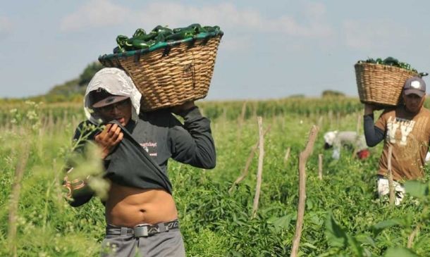 Huelga en zona agrícola de California, la respuesta mexicana a redadas de ICE
