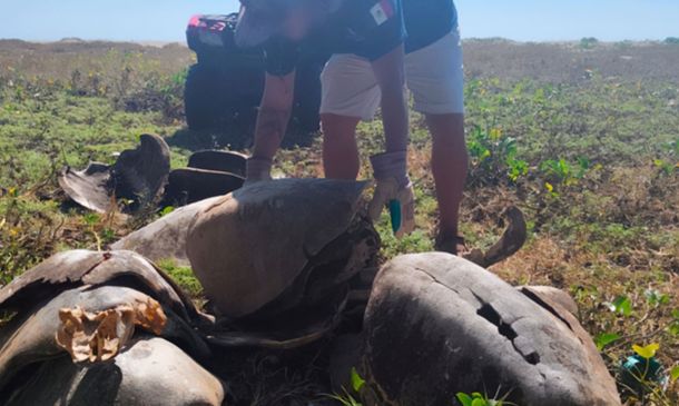 Profepa desmiente matanza de tortugas marinas en Barra del Potrero