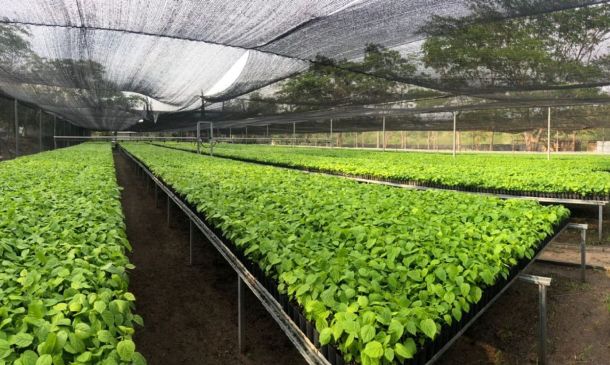 Impulsan reforestación con 8,630 árboles en la comunidad de Santa María, San Juan Cotzocón