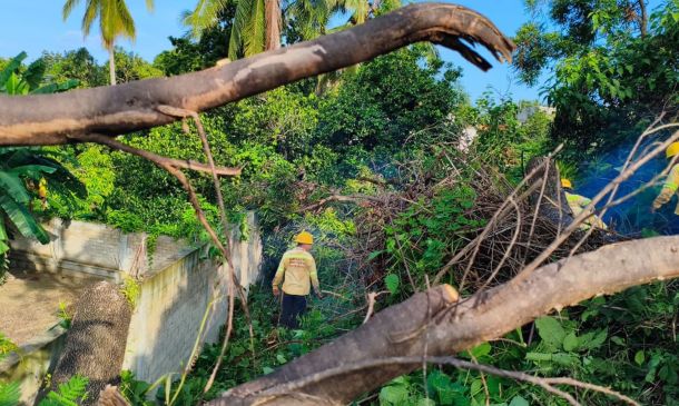 Coesfo refuerza el cuidado forestal con labores de poda y corte en Pinotepa Nacional