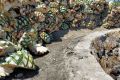 Los mezcaleros pobres