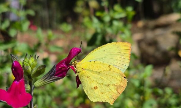 Cerro del Fortín alberga 47 especies de mariposas en Oaxaca