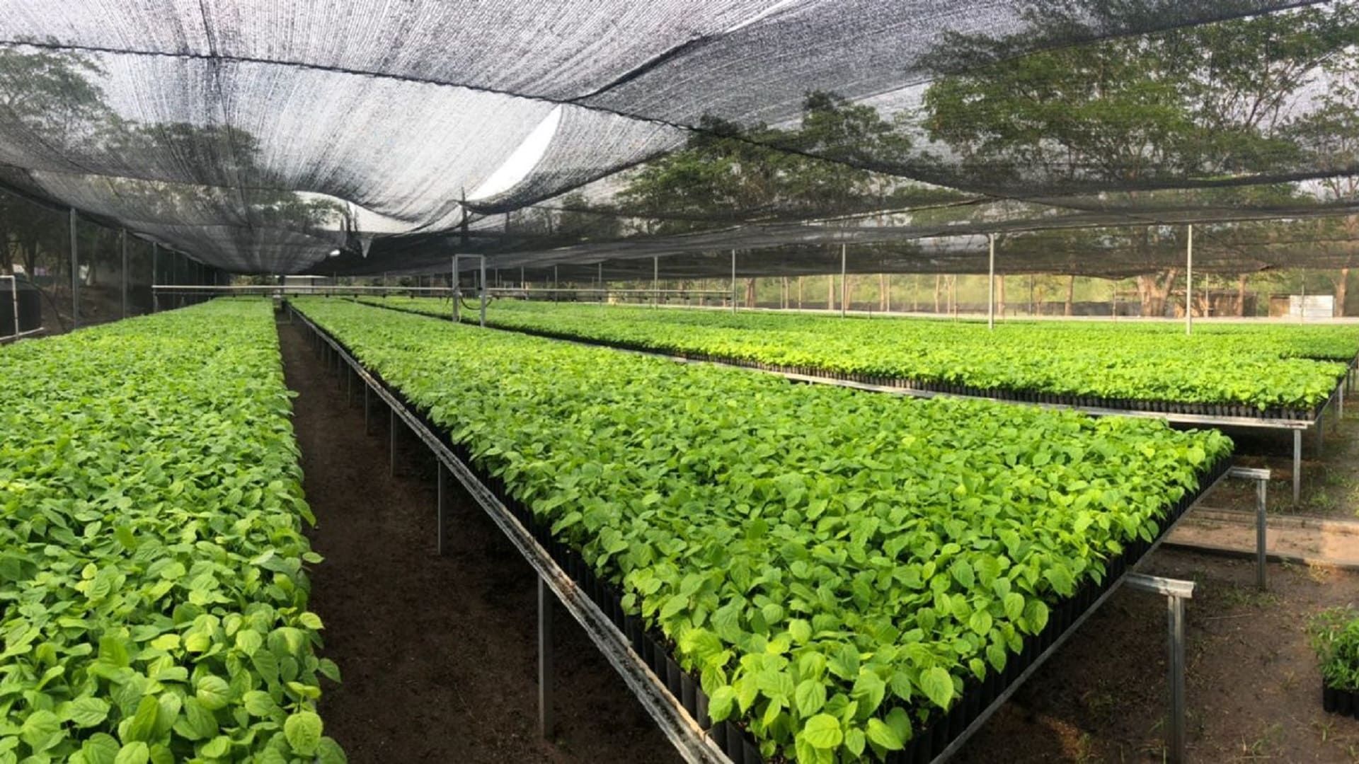 Impulsan reforestación con 8,630 árboles en la comunidad de Santa María, San Juan Cotzocón