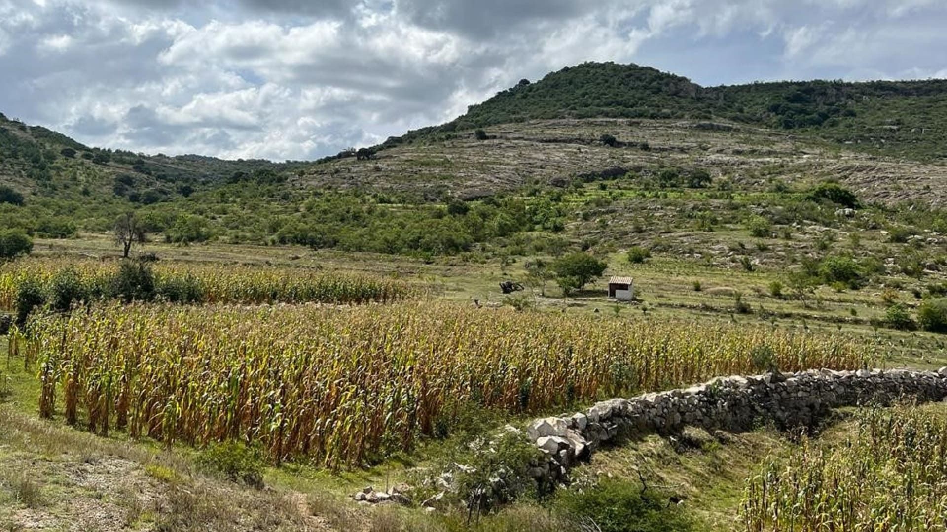 Campesinos de Oaxaca, afectados por falta de pagos en Producción para el Bienestar