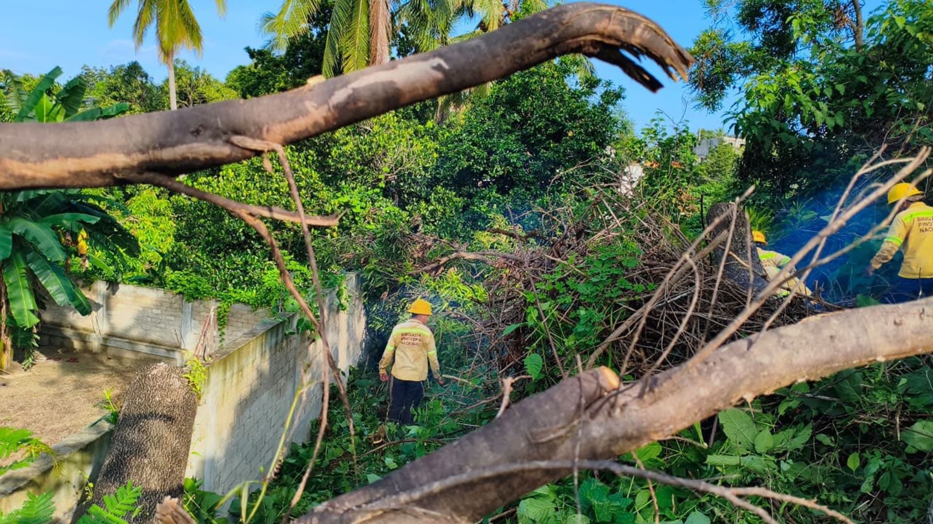 Coesfo refuerza el cuidado forestal con labores de poda y corte en Pinotepa Nacional