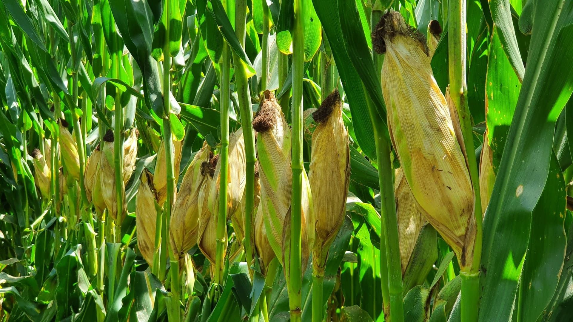 Por sequía, inseguridad y abandono, México dejó de sembrar 9.3% de la tierra cultivable