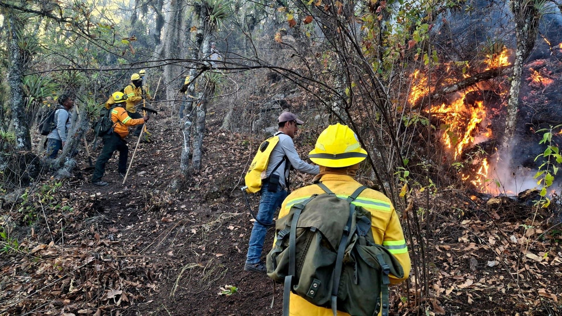 Liquidan incendio forestal en Ixtlán de Juárez en Oaxaca