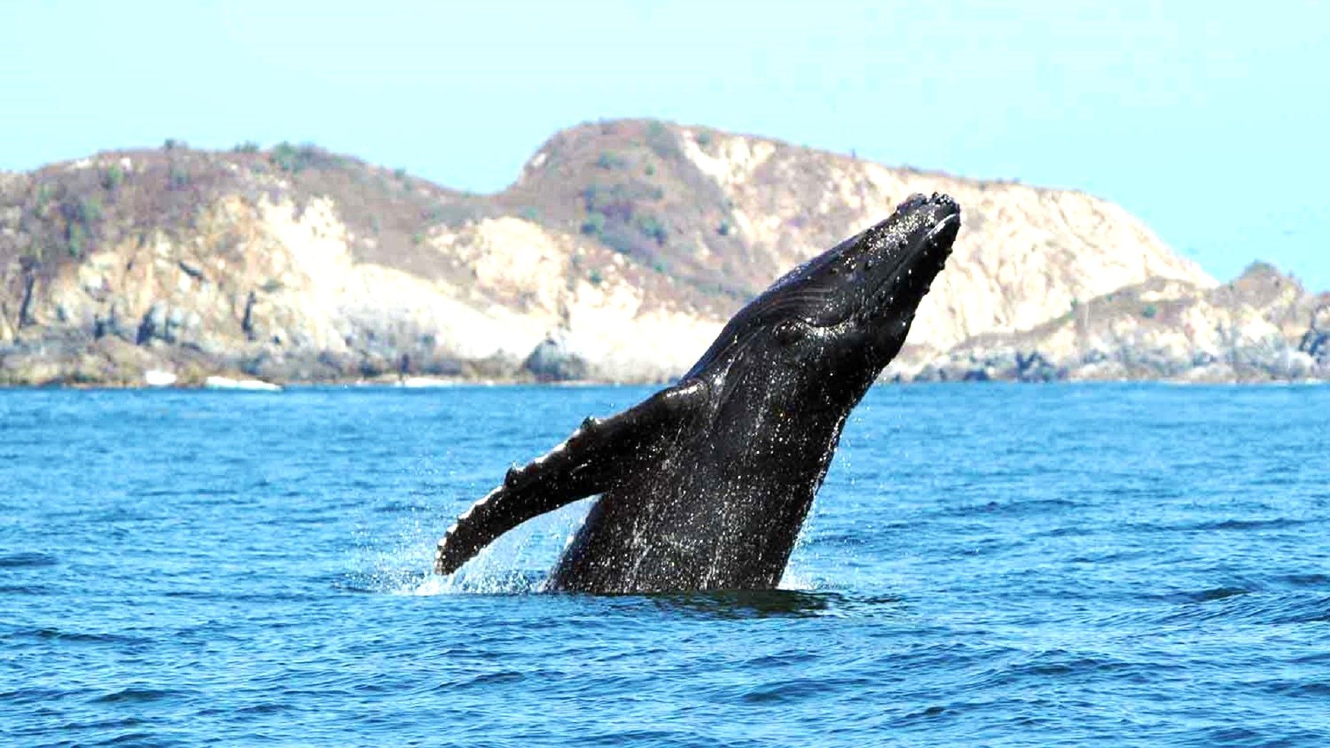 Continúa la temporada de avistamiento de ballenas jorobadas en la costa de Oaxaca