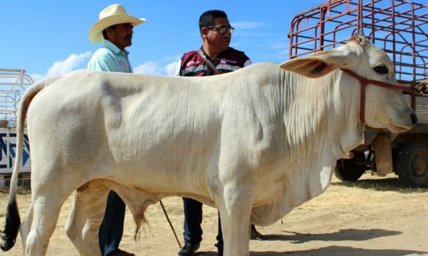 Llama Sefader a notificar casos sospechosos de gusano barrenador del ganado en Oaxaca