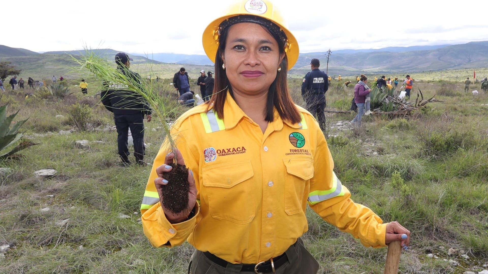 Siembra Coesfo más 200 mil plantas en nación Chocho-Mixteca