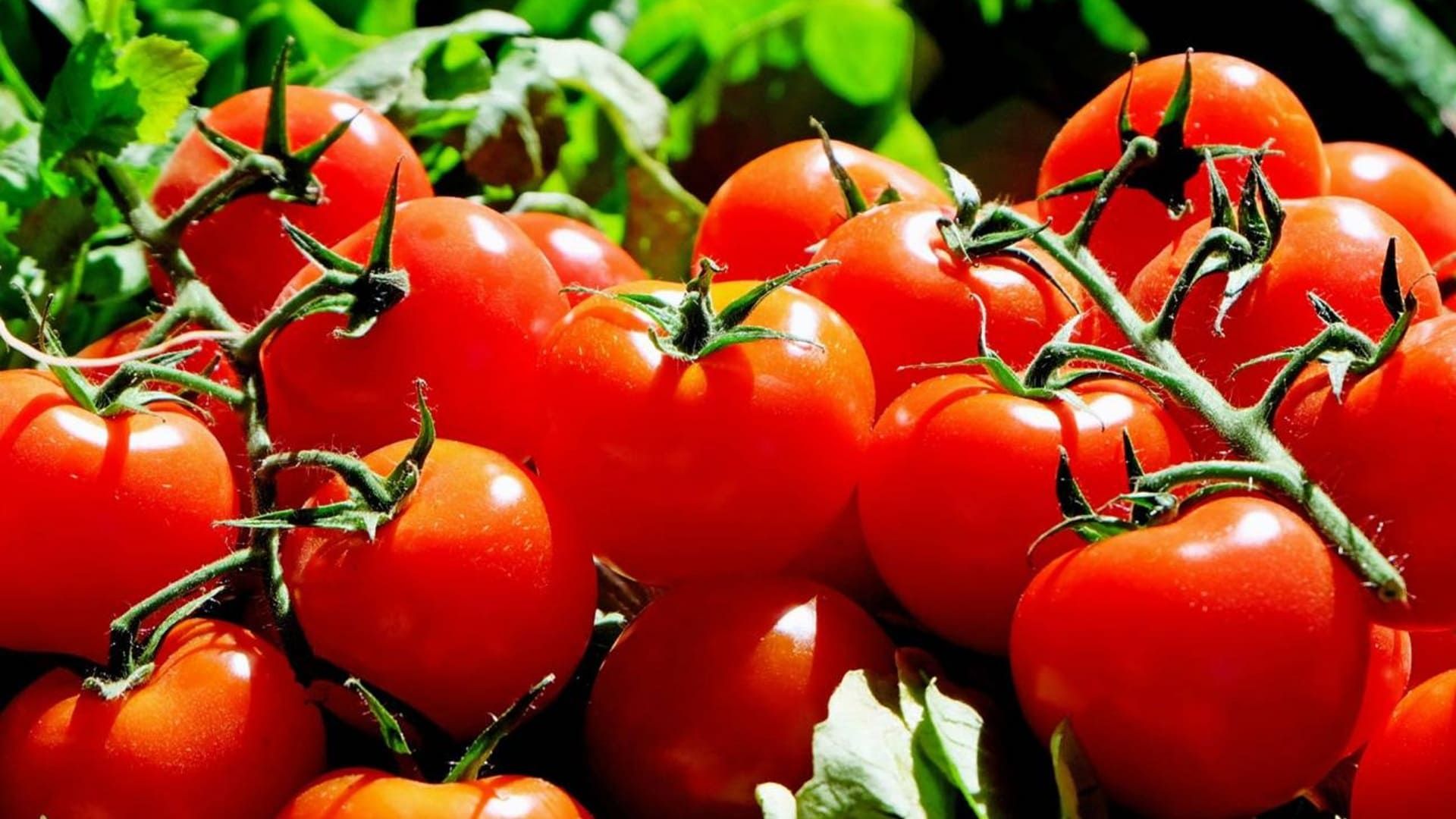 Trump impone aranceles al jitomate mexicano: ¿Qué estados del país son productores?