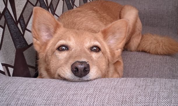 ¿Tu perro realmente reconoce cuando le hablas? Lo explica la ciencia