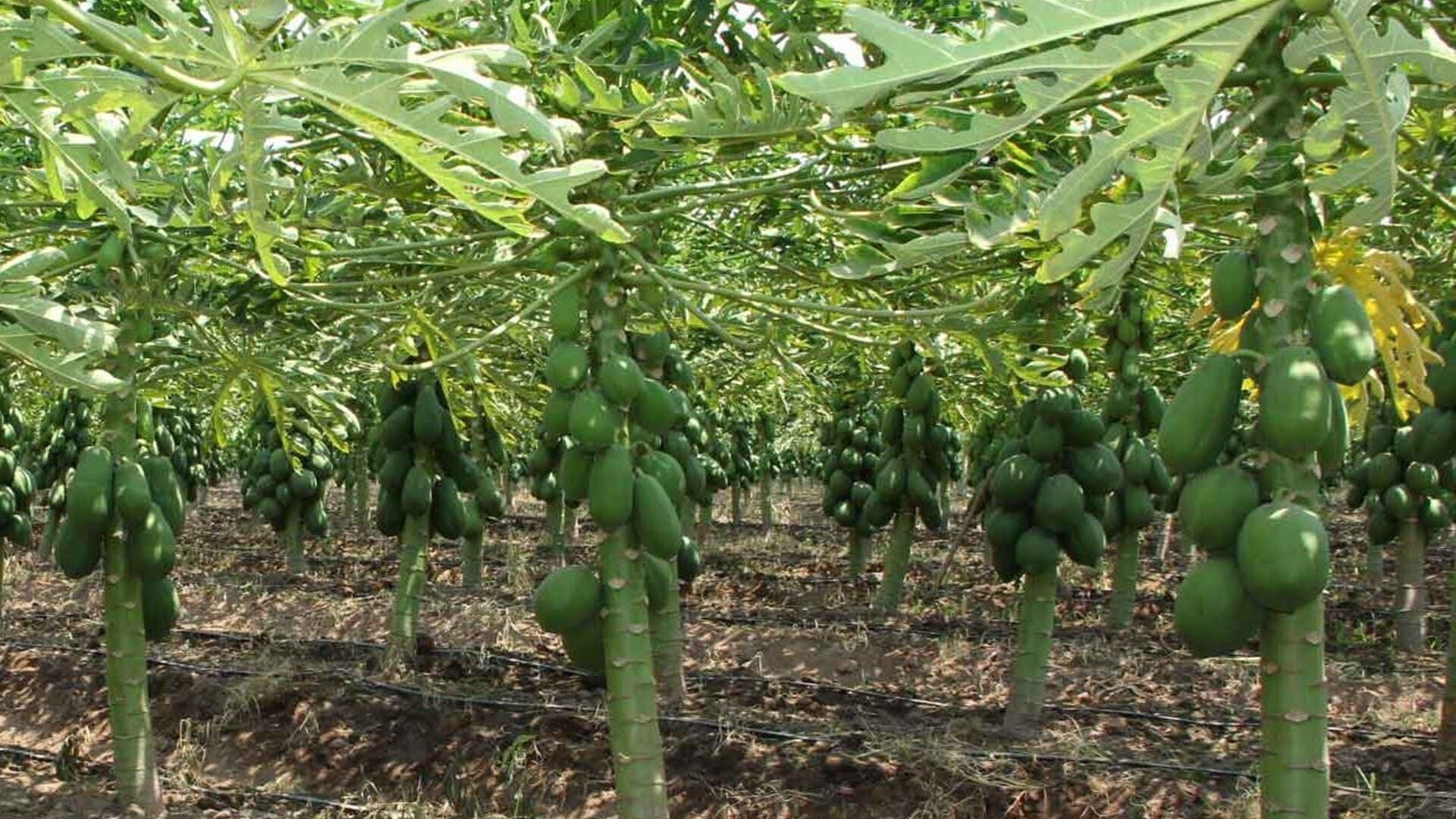 Producción de papaya en Oaxaca; radiografía de la crisis del desabasto en 2025