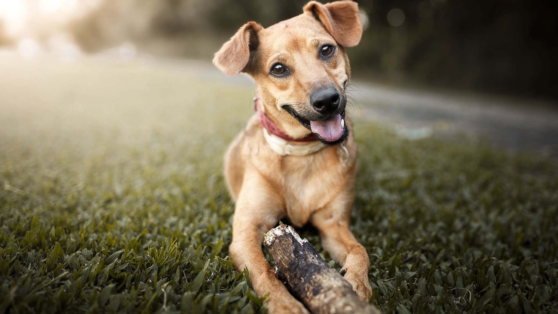 La millonaria industria de las mascotas en México: un mercado en constante crecimiento