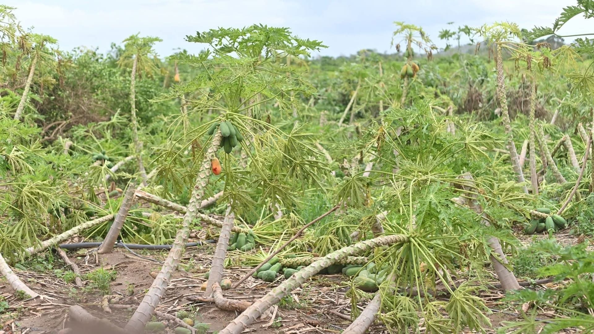 Más de mil hectáreas de papaya, plátano y coco, arrasadas por Erick en la Costa oaxaqueña