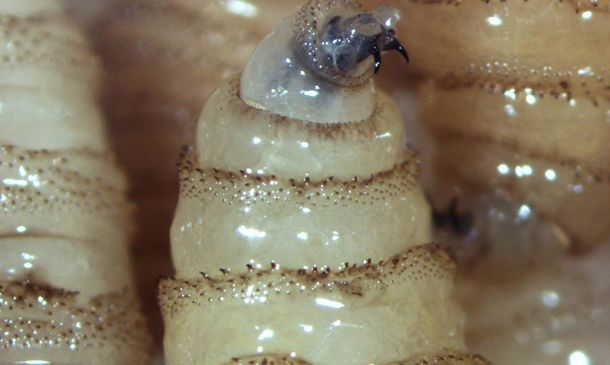 Oaxaca concentra la mayor cantidad de casos activos de gusano barrenador en México