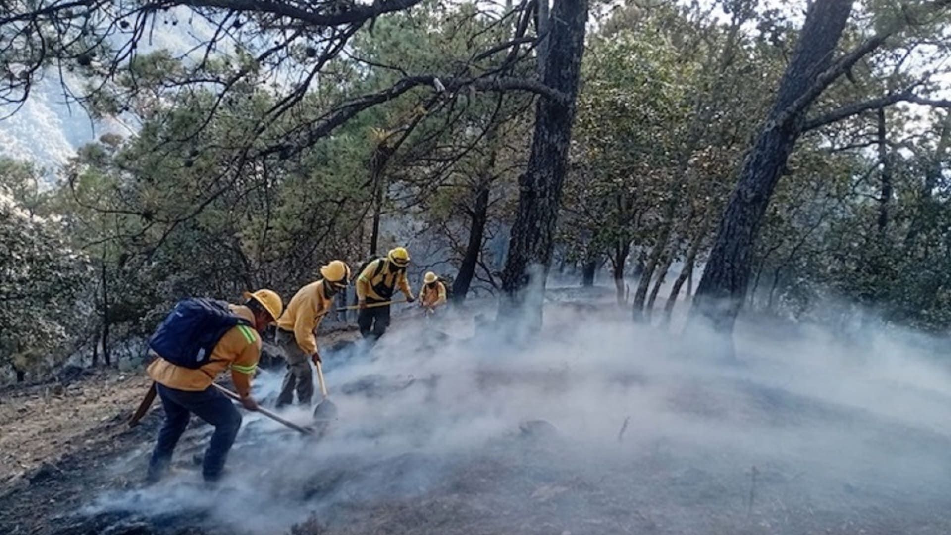 Coesfo interviene y controla incendio forestal en Santa María Peñoles