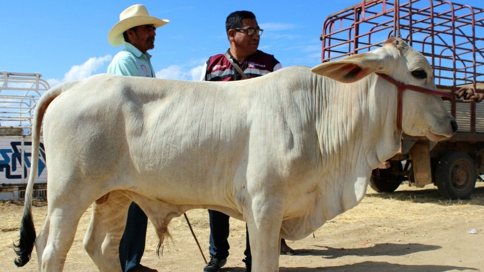 Llama Sefader a notificar casos sospechosos de gusano barrenador del ganado en Oaxaca