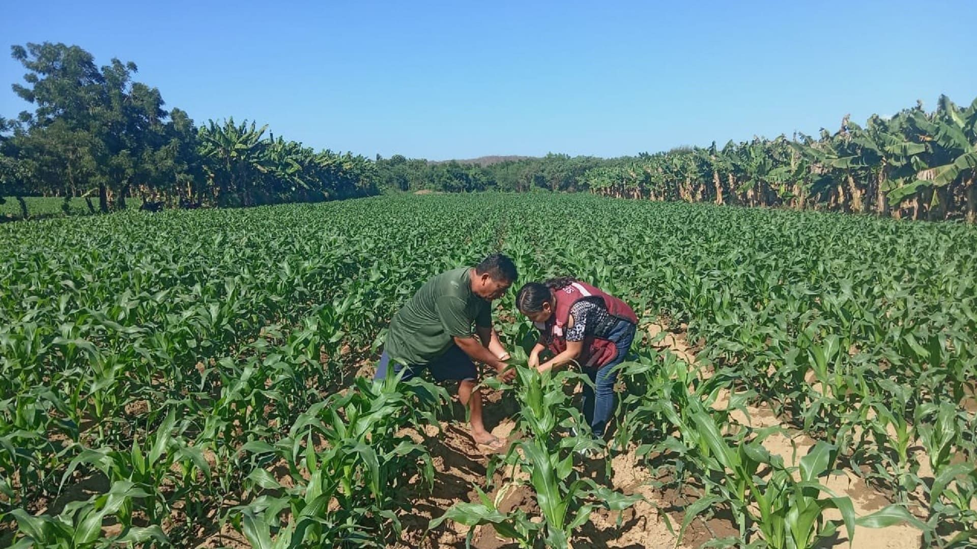 Oaxaca, entre estados clave para lograr autosuficiencia alimentaria del Plan México