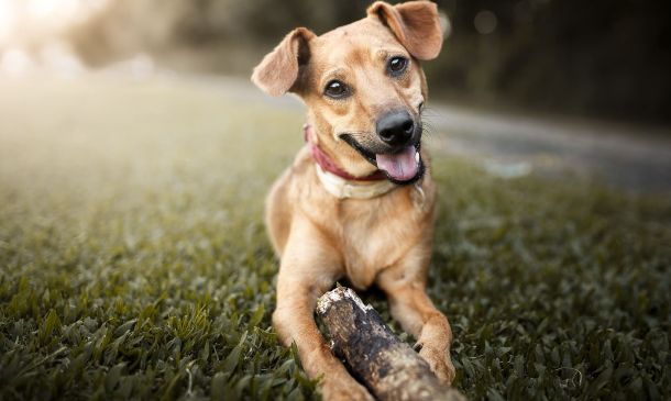 La millonaria industria de las mascotas en México: un mercado en constante crecimiento