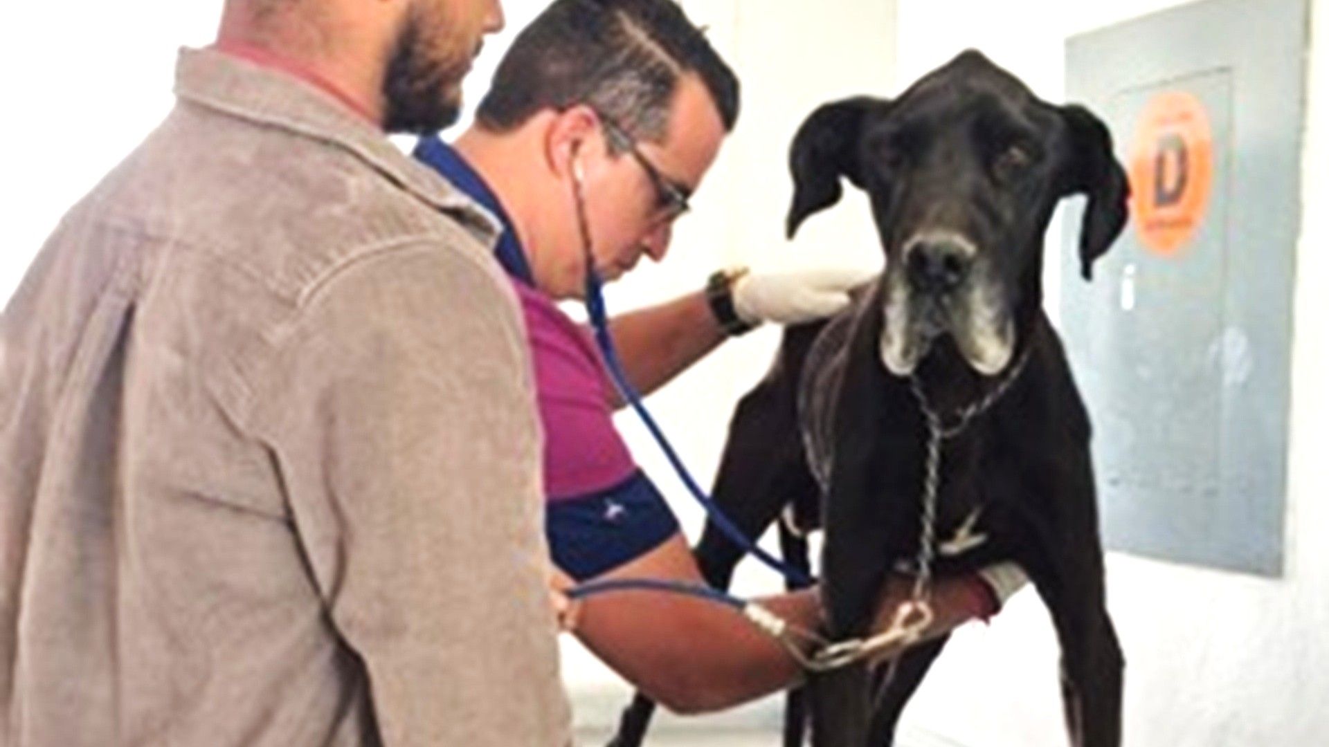 Roco, el lomito rescatado del maltrato en Oaxaca: lo tenían en una azotea y sufría desnutrición
