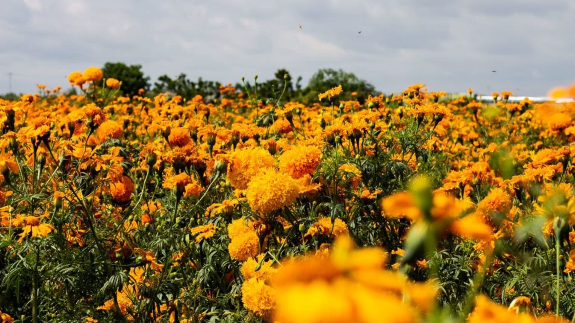 Flor de itacuán, una tradición en la Costa de Oaxaca el Día de Muertos